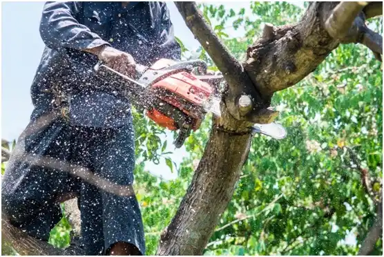 tree services Wolfdale